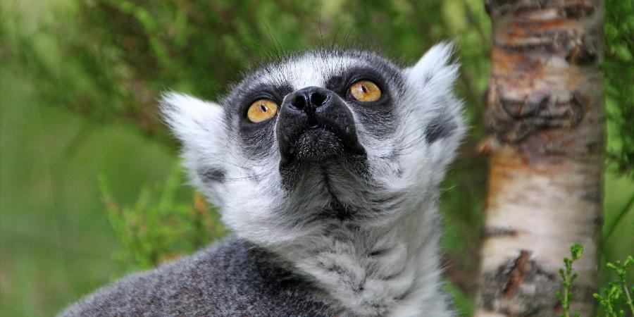 Un lemure nella Nosy Antsoha 